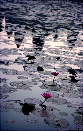 angkor wat lillies