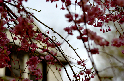cherry blossoms croton-on-hudson