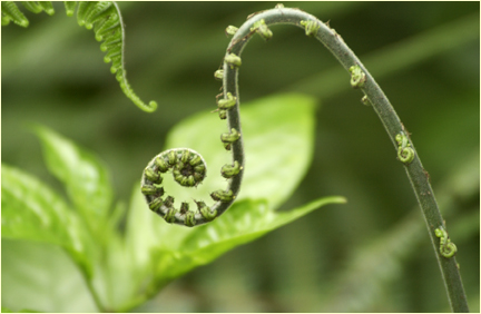 cloud forest fern