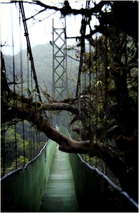 moneverde cloud forest