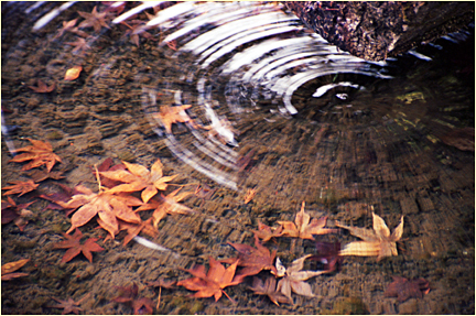 japanese garden