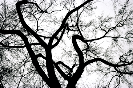 oak tree sillohuette