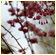 cherry blossoms croton-on-hudson, ny