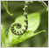 jungle fern