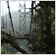 jungle bridge