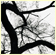 Oak Tree