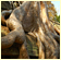 ta phrom roots
