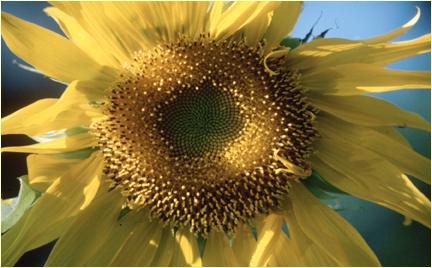 sunflower provence