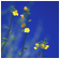 desert flower